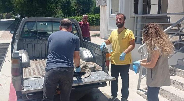 Hatay'da yaralı caretta caretta tedaviye alındı G3