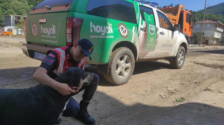 Jandarma, sel bölgesindeki sahipsiz hayvanlara da sahip çıkıyor