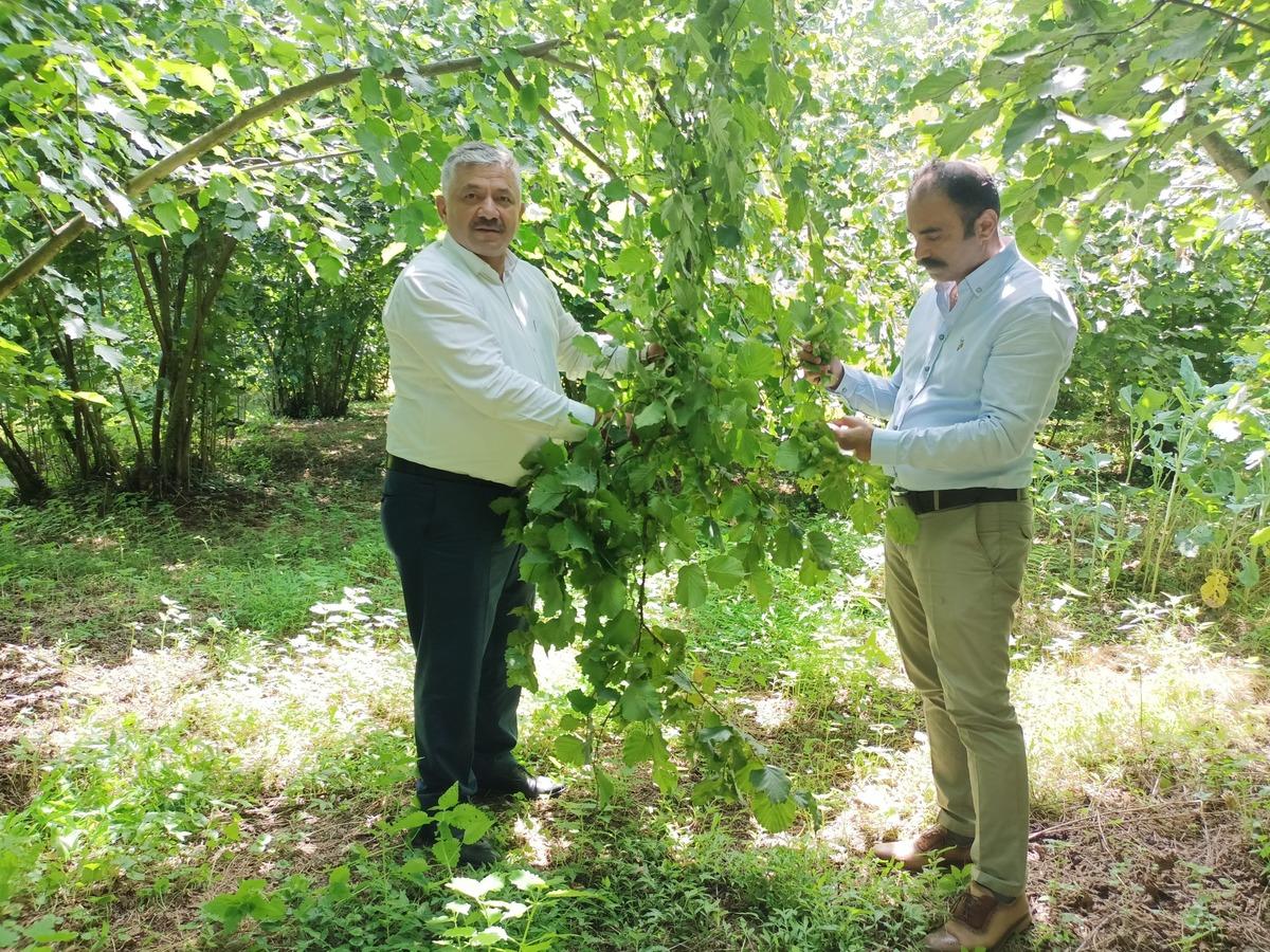 Ordu'da fındıkta rekolte tespit &ccedil;alışmaları s&uuml;r&uuml;yor