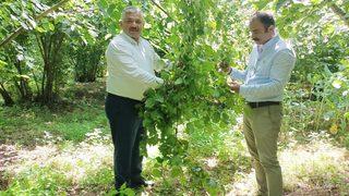 Ordu'da fındıkta rekolte tespit çalışmaları sürüyor
