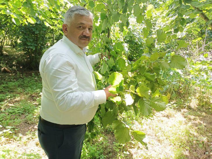 Ordu'da fındıkta rekolte tespit çalışmaları sürüyor G2