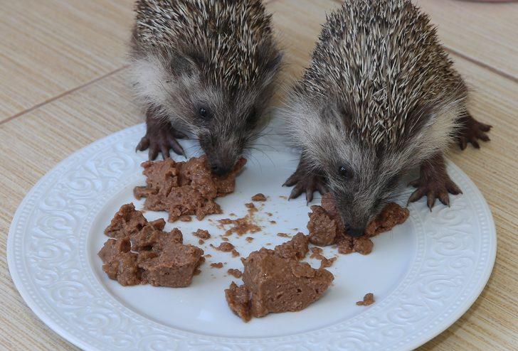 Hatay'da hayvanseverin baktığı 4 yavru kirpi doğaya bırakıldı G1