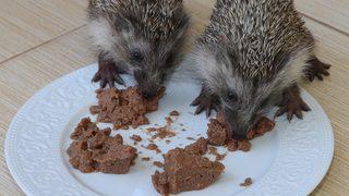 Hatay'da hayvanseverin baktığı 4 yavru kirpi doğaya bırakıldı