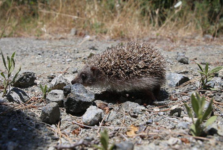 Hatay'da hayvanseverin baktığı 4 yavru kirpi doğaya bırakıldı G2