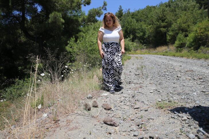 Hatay'da hayvanseverin baktığı 4 yavru kirpi doğaya bırakıldı G3