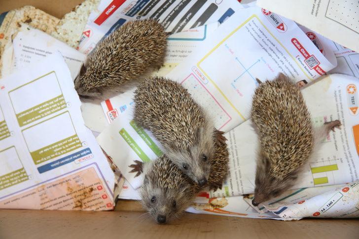 Hatay'da hayvanseverin baktığı 4 yavru kirpi doğaya bırakıldı G5