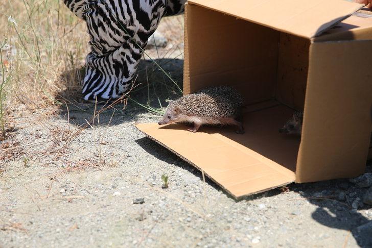 Hatay'da hayvanseverin baktığı 4 yavru kirpi doğaya bırakıldı G4