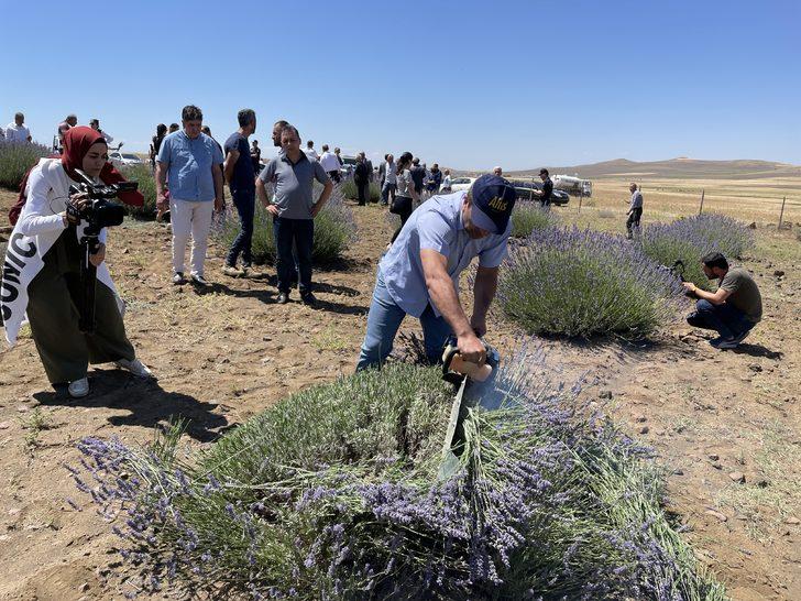 Malatya'da lavanta hasadı G1