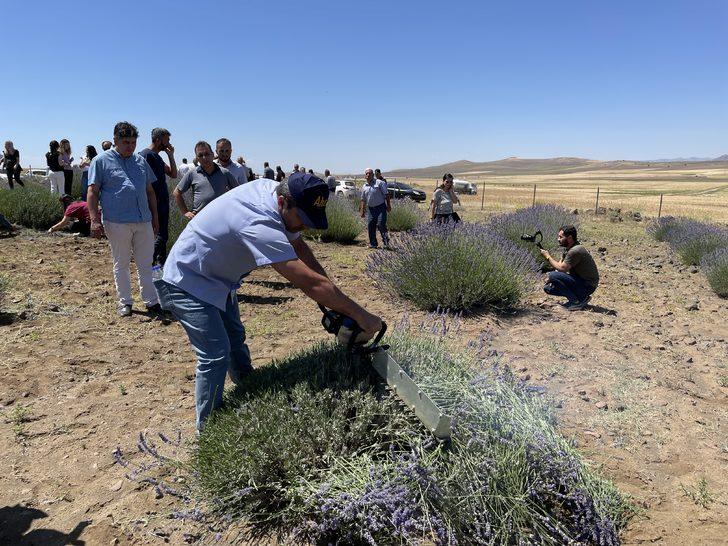 Malatya'da lavanta hasadı G2