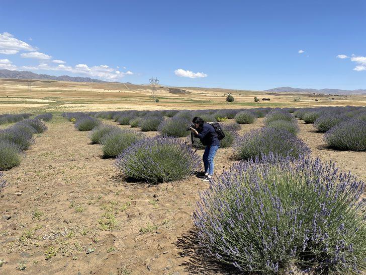 Malatya'da lavanta hasadı G3