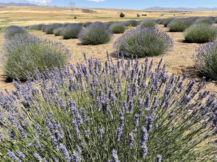 Malatya'da lavanta hasadı G5