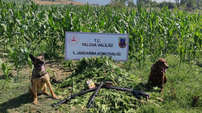 Yalova'da mısır tarlalarında ekili 1128 kök kenevir ele geçirildi