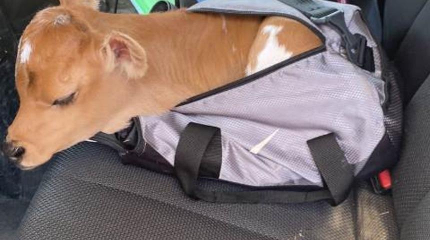 Aydın'da çaldıkları buzağıyı spor çantasına koyarak kaçan 2 şüpheli yakalandı