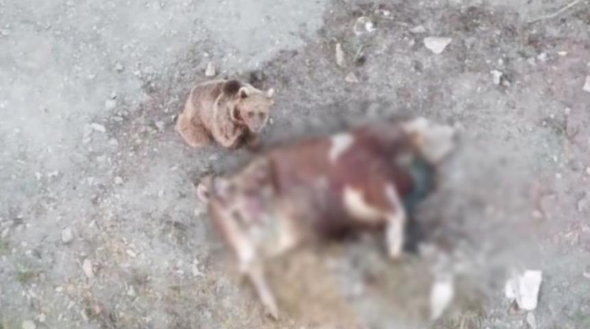 Tosun telef oldu, kokuyu alan ayı köye indiğine 'pişman' oldu: Ayı kaçtı ben kovaladım