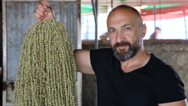 Düğünlerde altının yerini aldı, kilosu 850 TL'den satılıyor