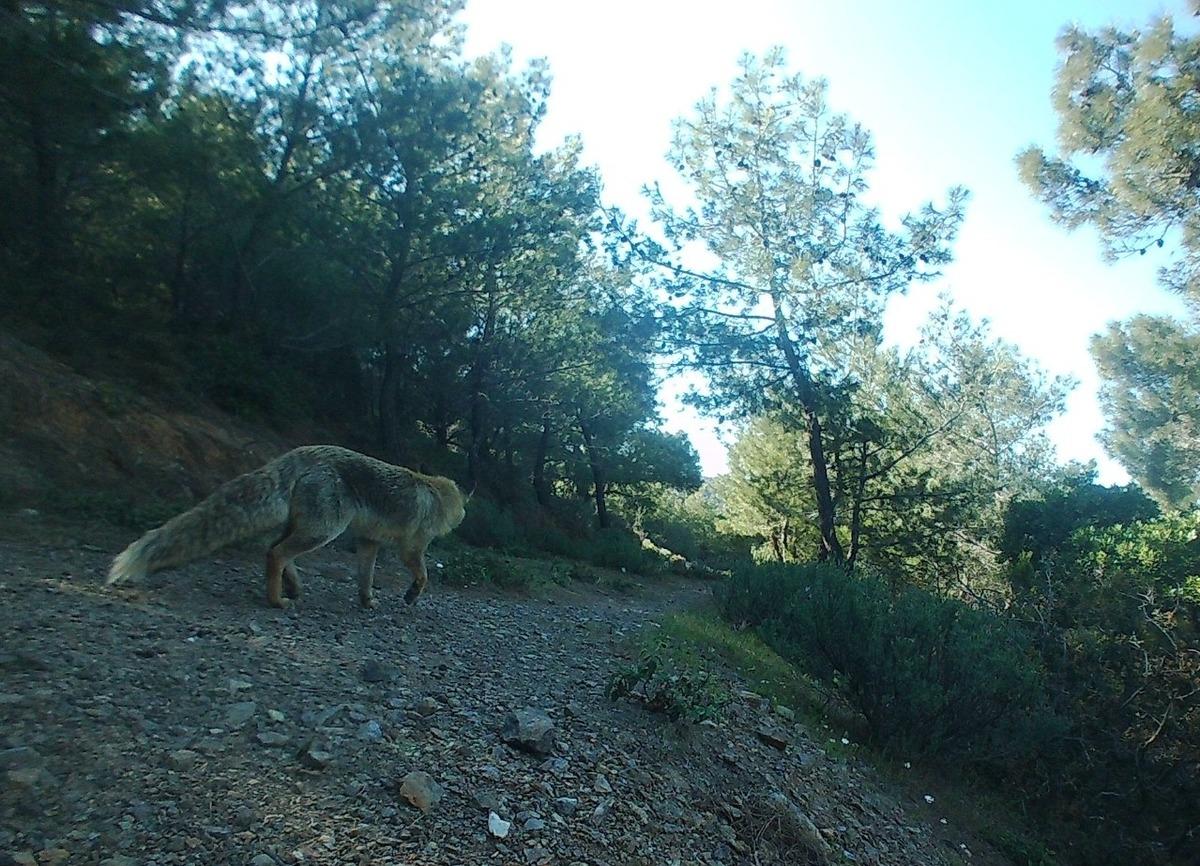 Karaburun-Ildır K&ouml;rfezi'ndeki doğal yaşam kayıt altında