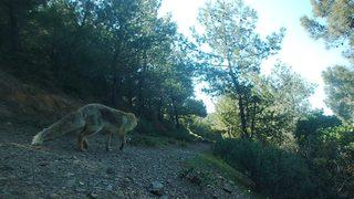 Karaburun-Ildır Körfezi'ndeki doğal yaşam kayıt altında