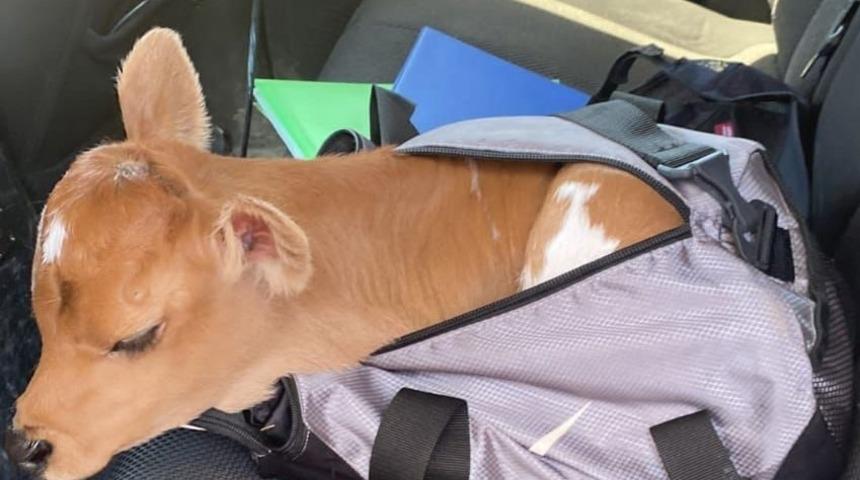 Aydın'da ilginç hırsızlık! Jandarmanın kovaladığı şüphelilerin çantasından buzağı çıktı