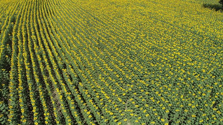 Tekirdağ'ın "sarı gelini" ayçiçeği tarlaları fotoğraf tutkunlarını bekliyor G1