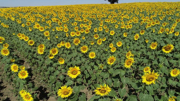 Tekirdağ'ın "sarı gelini" ayçiçeği tarlaları fotoğraf tutkunlarını bekliyor G2