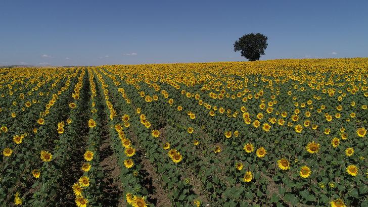 Tekirdağ'ın "sarı gelini" ayçiçeği tarlaları fotoğraf tutkunlarını bekliyor G3