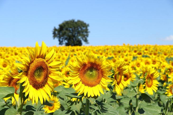 Tekirdağ'ın "sarı gelini" ayçiçeği tarlaları fotoğraf tutkunlarını bekliyor G4