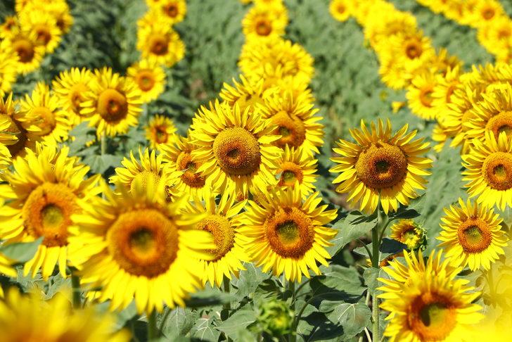 Tekirdağ'ın "sarı gelini" ayçiçeği tarlaları fotoğraf tutkunlarını bekliyor G5