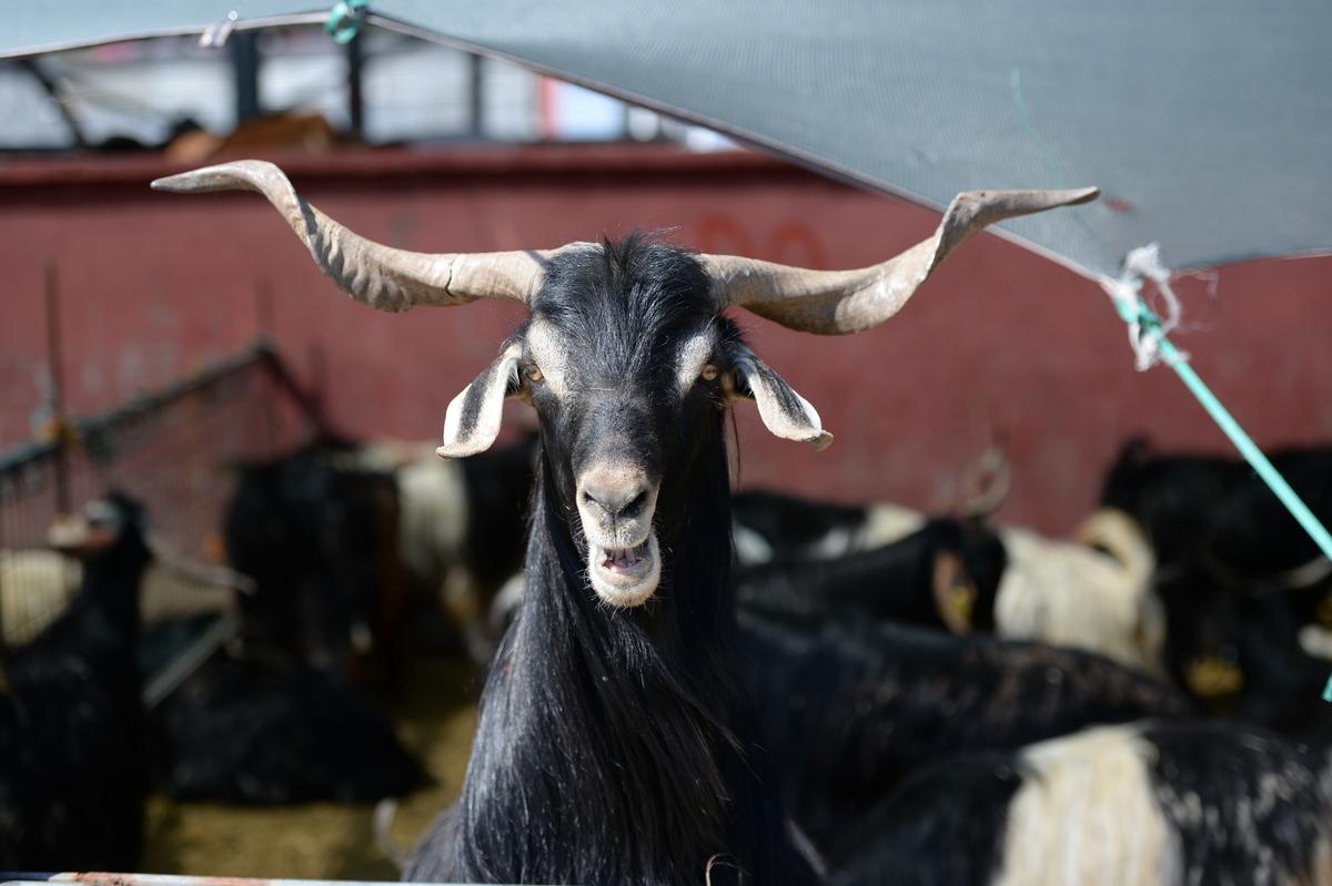 Bing&ouml;l'de kurbanlıklar hayvan pazarında yerini aldı