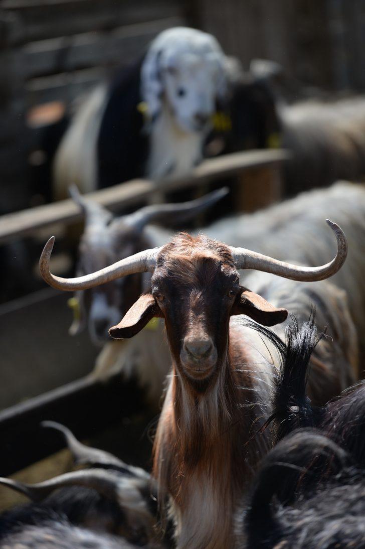 Bingöl'de kurbanlıklar hayvan pazarında yerini aldı G2
