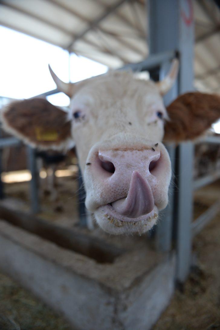 Bingöl'de kurbanlıklar hayvan pazarında yerini aldı G3