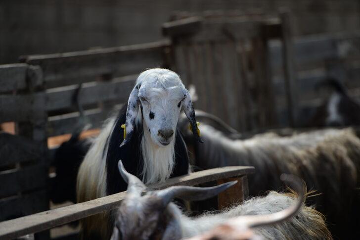 Bingöl'de kurbanlıklar hayvan pazarında yerini aldı G4