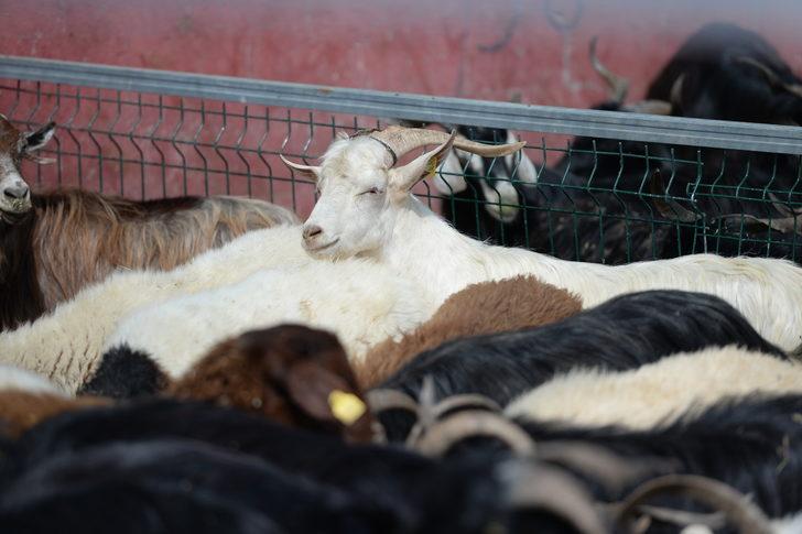 Bingöl'de kurbanlıklar hayvan pazarında yerini aldı G5