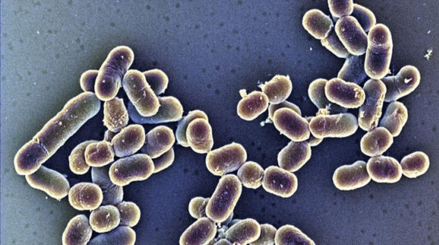 Amerika'da 10 farklı eyalette korkutan Listeria salgını! Dondurmadan bulaştı