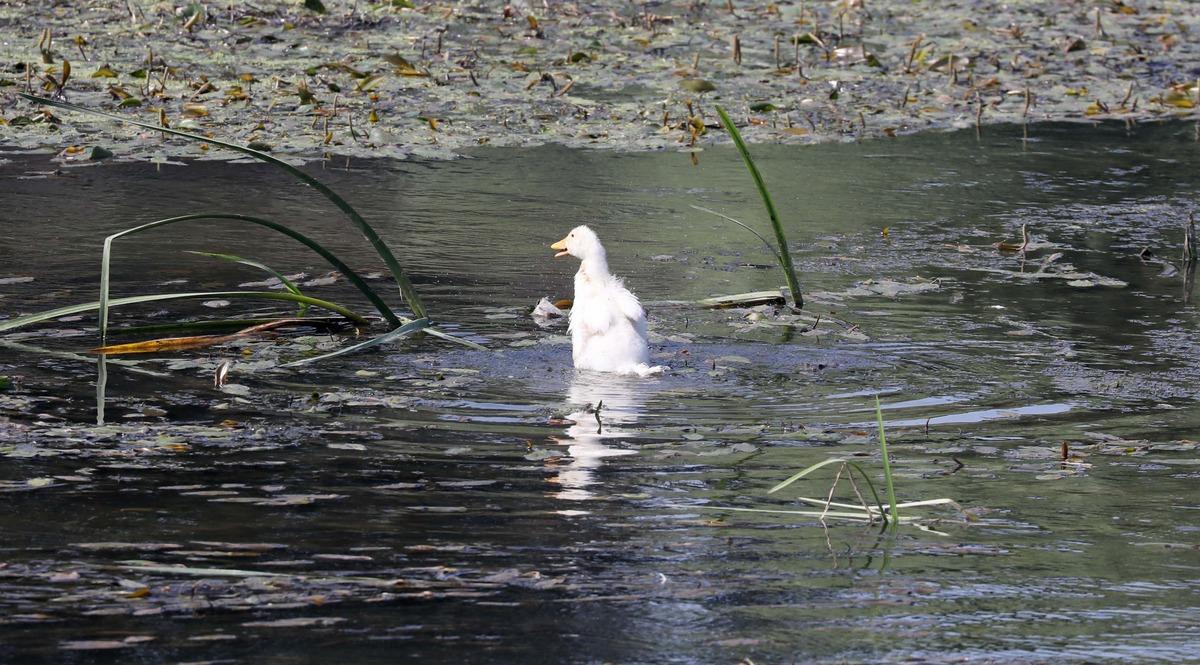 Tunca Nehri'nin debisi ge&ccedil;en aya g&ouml;re 4 kat d&uuml;şt&uuml;