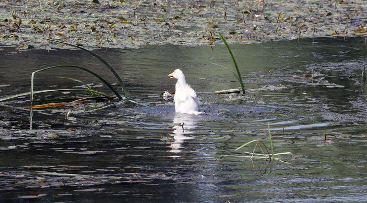 Tunca Nehri'nin debisi geçen aya göre 4 kat düştü G1