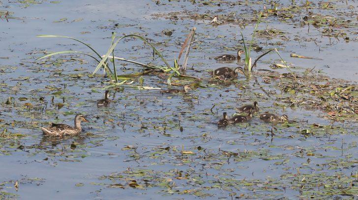Tunca Nehri'nin debisi geçen aya göre 4 kat düştü G5