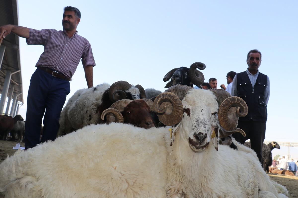 Iğdır'daki hayvan pazarında Kurban Bayramı yoğunluğu yaşanıyor