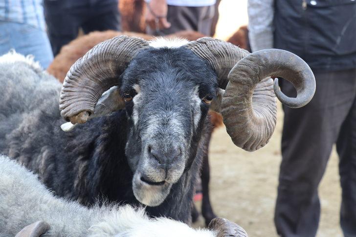 Iğdır'daki hayvan pazarında Kurban Bayramı yoğunluğu yaşanıyor G2