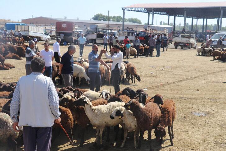 Iğdır'daki hayvan pazarında Kurban Bayramı yoğunluğu yaşanıyor G3