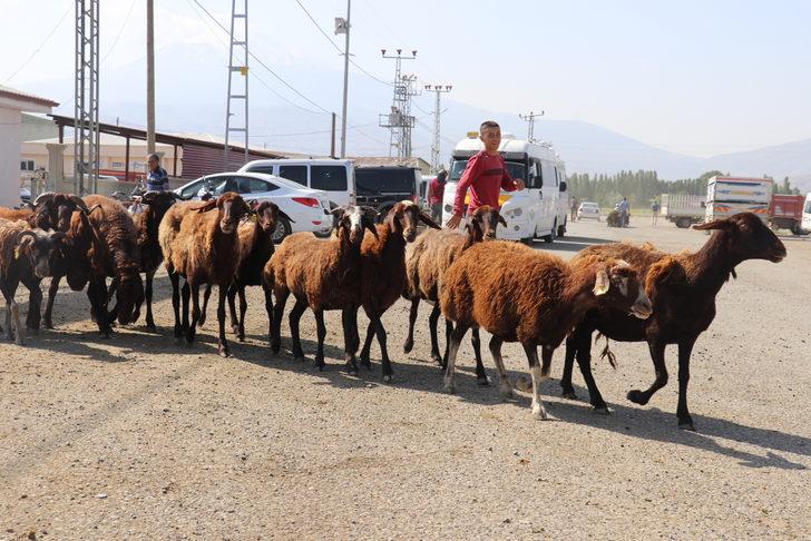 Iğdır'daki hayvan pazarında Kurban Bayramı yoğunluğu yaşanıyor G5