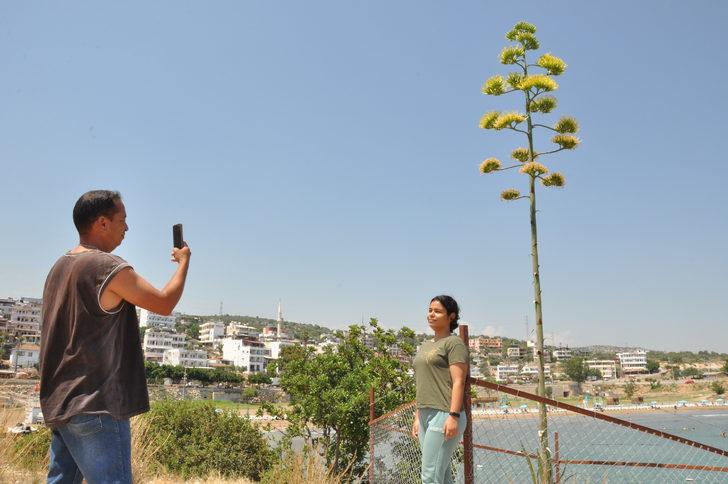 Mersin'de koruma altındaki Agave bitkisi çiçek açtı G1
