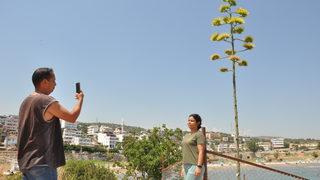 Mersin'de koruma altındaki Agave bitkisi çiçek açtı