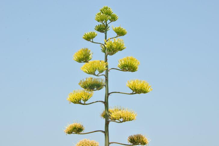 Mersin'de koruma altındaki Agave bitkisi çiçek açtı G2