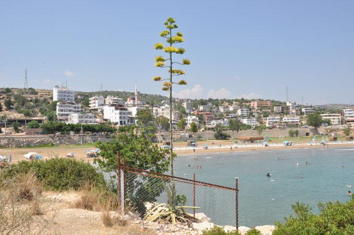 Mersin'de koruma altındaki Agave bitkisi çiçek açtı G3