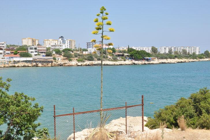 Mersin'de koruma altındaki Agave bitkisi çiçek açtı G4