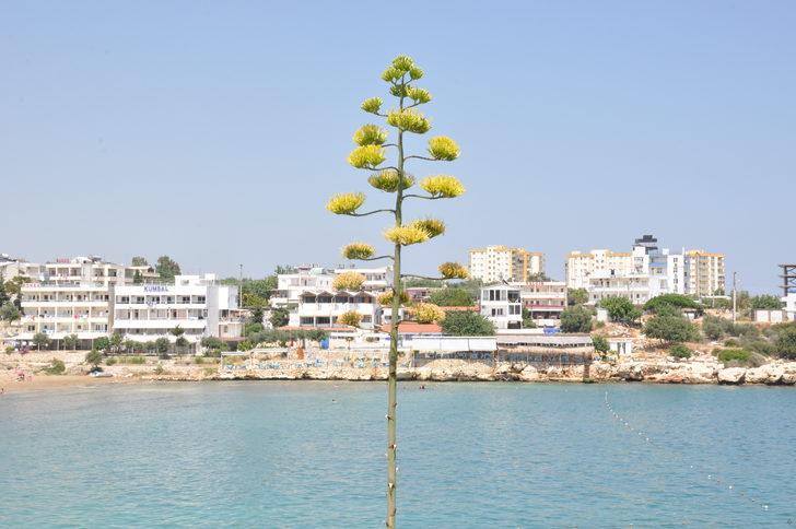 Mersin'de koruma altındaki Agave bitkisi çiçek açtı G5