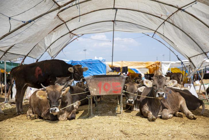 Başkentte hayvan pazarlarındaki kurbanlıkların büyük bölümü satıldı G1