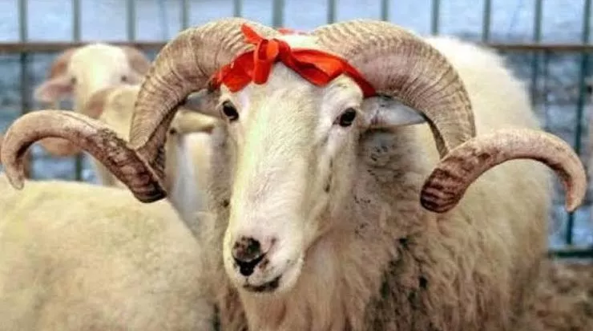 2022 Kurban Bayramı mesajları ve sözleri! Aileye, arkadaşa, sevgiliye atılacak en güzel bayram mesajları