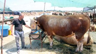 Tekirdağ hayvan pazarındaki 1 tonluk boğaya 75 bin lira fiyat