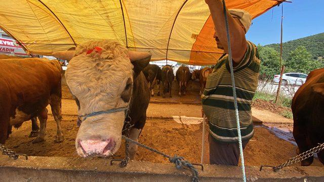 Samsun'da bir tonluk boğa 58 bin liraya satıldı